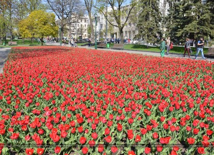 Харьковзеленстрой, украшая город, высадит миллионы цветов (ФОТО)