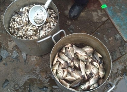 750 килограмм за месяц – столько рыбного молодняка уничтожили браконьеры