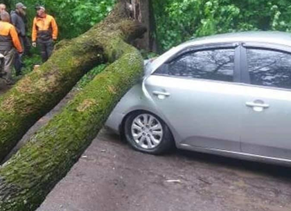В результате шквалов в Лесопарке падали деревья - на машину и трамвай (ФОТО)