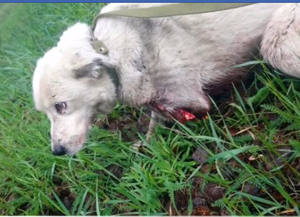 Травмированная поездом собака выписана ветеринарами (ФОТО, ВИДЕО)
