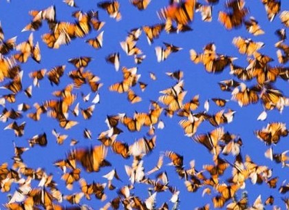Под Харьковом наблюдали редкое явление: массовую миграцию бабочек (ФОТО)