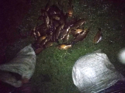 На реке Северский Донец задержали нарушителя с 13 кг рыбы