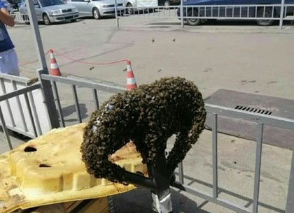 Полиция не подтвердила, что рой пчел до смерти изжалил человека (ФОТО, обновлено)