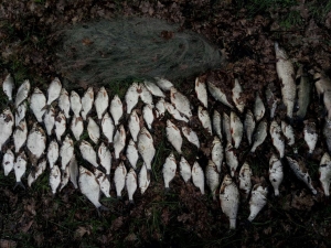 Харьковские браконьеры выплатили в среднем по 300 грн штрафа за каждый килограмм незаконно взятой рыбы (ФОТО)