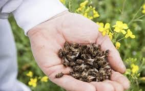 По факту отравления пчел на Харьковщине открыто уголовное производство