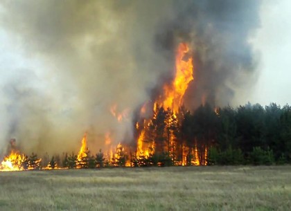 Спасатели опасаются, что из-за аномальной жары повторятся прошлогодние пожары в лесах