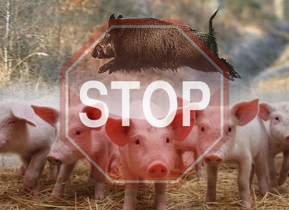 Под Харьковом зарегистрировали новую вспышку «африканской чумы свиней»