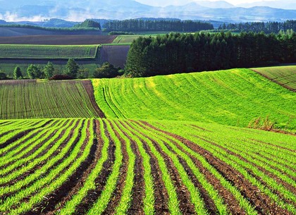 Дело на шесть миллионов: незаконно переданную землю могут отобрать у фермера