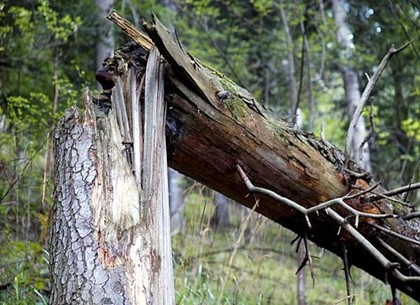 В Старом Салтове упавшее дерево убило отдыхающую, еще двое с переломами в неотложке (Обновлено, ФОТО)