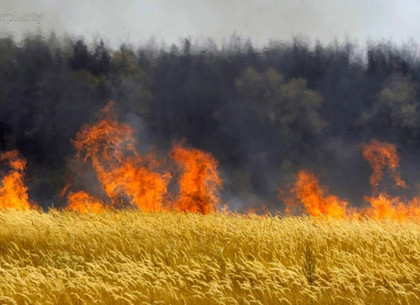 На Харьковщине огонь уничтожил 15 гектаров пшеницы