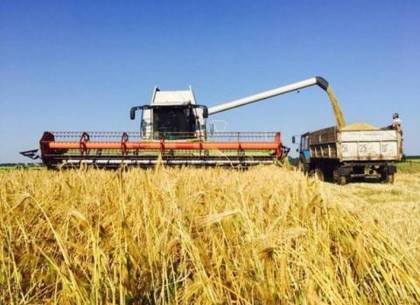 Харьковские аграрии намолотили уже более полумиллиона тонн зерна