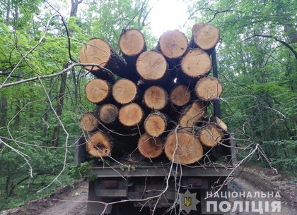 Черный лесоруб незаконно напилил пять грузовиков древесины (ФОТО, ВИДЕО,  Обновлено)