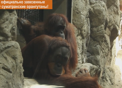 Единственная в Украине официальная пара суматранских орангутанов поселилась в Харьковском зоопарке (ВИДЕО)