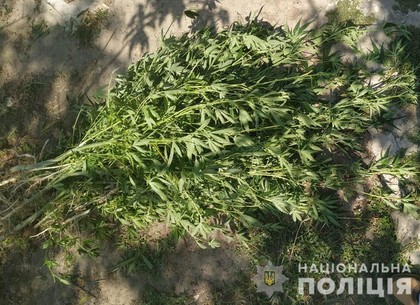 Плантацию конопли обнаружили под Харьковом