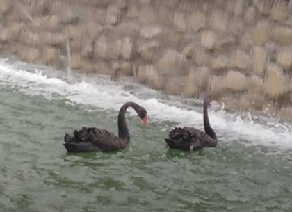 Как живут черные лебеди в саду Шевченко