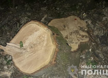 Лесные войны: добыча черных лесорубов арестована (ФОТО)