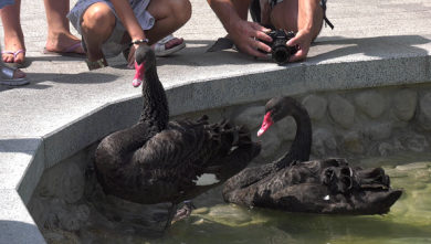 Специалисты не советуют кормить и трогать лебедей в саду Шевченко