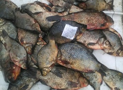 Рыбой, занесенной в Красную книгу, торговали на рынке (ФОТО)