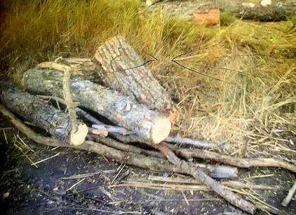 Черные лесорубы продолжают преступные вырубки деревьев (ФОТО)