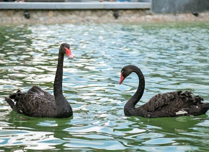 Геннадий Кернес: ставшая знаменитой, пара черных лебедей сменит место проживание (ФОТО)