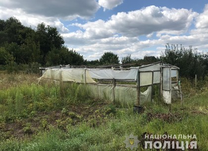 Фиаско конопляного барона: уничтожена плантация травки под Харьковом (ФОТО)