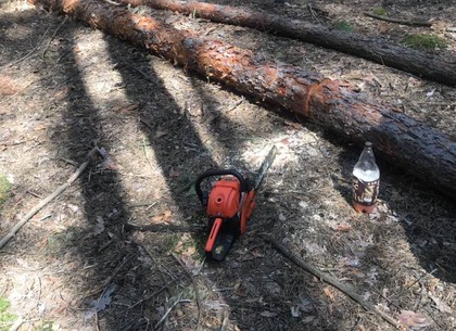 В лес – с бензопилой: рачительного хозяина остановили правоохранители (ФОТО)