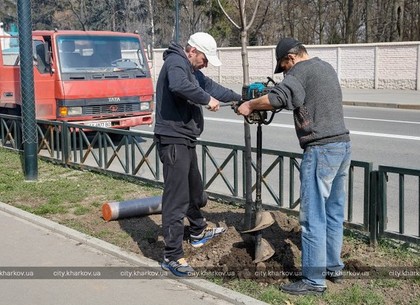 Деревья в Харькове высаживают и поливают «неправильно» - замминистра Парцхаладзе