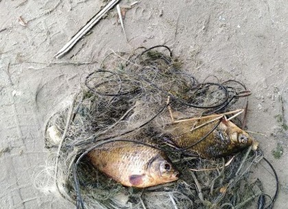 Под Харьковом браконьер выловил две краснокнижные рыбины