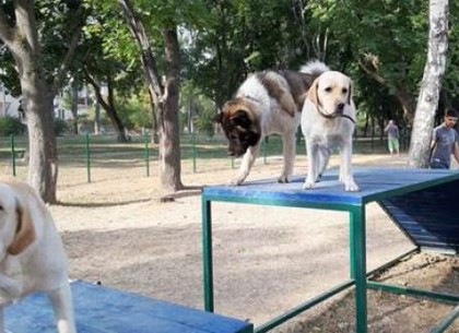 На Новобаварском проспекте открыта площадка для выгула собак