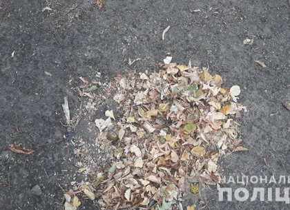 На Новых Домах в куче опавших листьев нашли гранату (ФОТО)