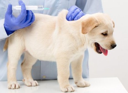 В понедельник начинается вакцинация домашних животных от бешенства