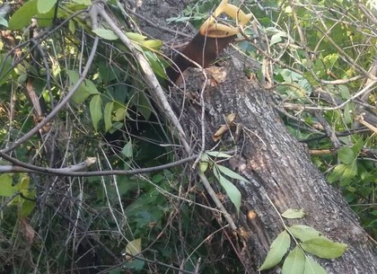 Смерть в лесу: погиб мужчина, упав с дерева (ФОТО)