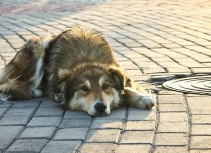 В Харькове реагируют на случаи жестокого обращения с животными