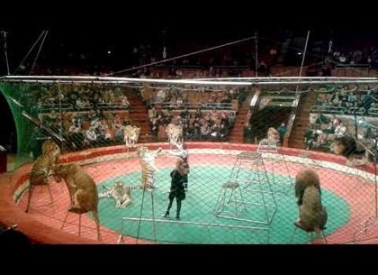 Министерство культуры прекращает покупать животных для харьковского цирка