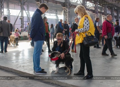 Питомцы приюта для животных выступили на выставке собак (ФОТО)