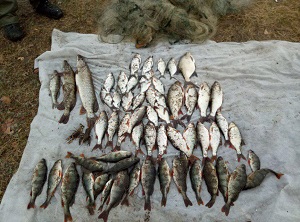 На Северском Донце поймали нарушителя с 15 кг рыбы