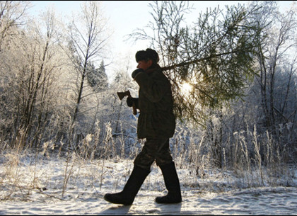 Вырубки елок в лесах под Харьковом к Новому году нельзя буде проверять «в смартфоне»