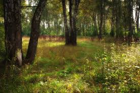 Криминальная «фермерша» не убедила прокуроров, что присвоила пару гектаров леса в пригороде Харькова для сельского хозяйства