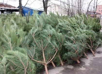 В Харькове активисты раздавали незаконно срубленные елки