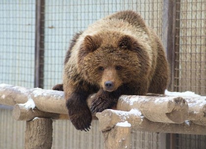 Харьковские медведи, под праздник, улеглись спать точно по графику (ФОТО, ВИДЕО)