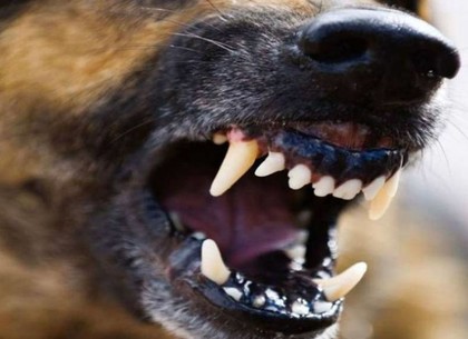 Собака покусала двух людей в Боровой: реакция местных властей