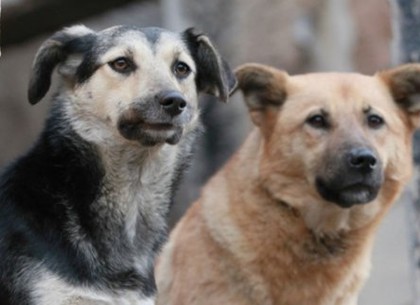 У приюті для тварин спростовують інформацію про отруєння собак на ХТЗ