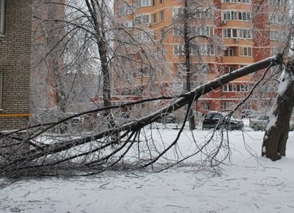 У Харкові через негоду впало більше десятка дерев