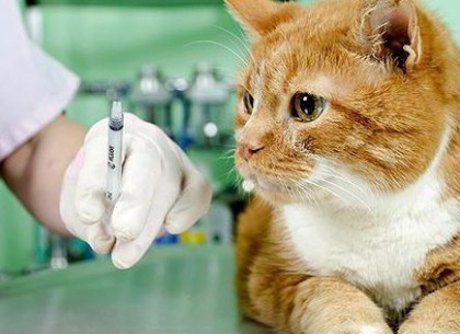 У Харкові стартує планова вакцинація домашніх тварин