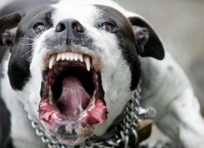 Собаки долго терзали мужчину: неадекватный хозяин питбулей отправлен за решетку
