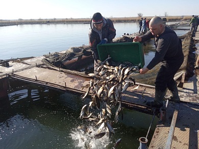 В озерах под Харьковом появились тонны рыбы (ФОТО)