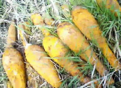 Харьковские взрывотехники собирали мины в огороде - как картошку