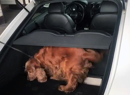Пограничный пес вынюхал наркотическое зелье в автомобиле (ВИДЕО, ФОТО)