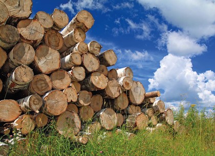 Управление гоструда остановило работу пилорамы, распиливающей леса Харьковщины на дрова