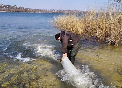 В озерах Харьковщины разведут толстолобиков, карпов и белых амуров (ФОТО)